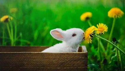 九游登录入口-中国花样游泳队实现队史奥运金牌“零突破”，夺得集体和双人项目两金