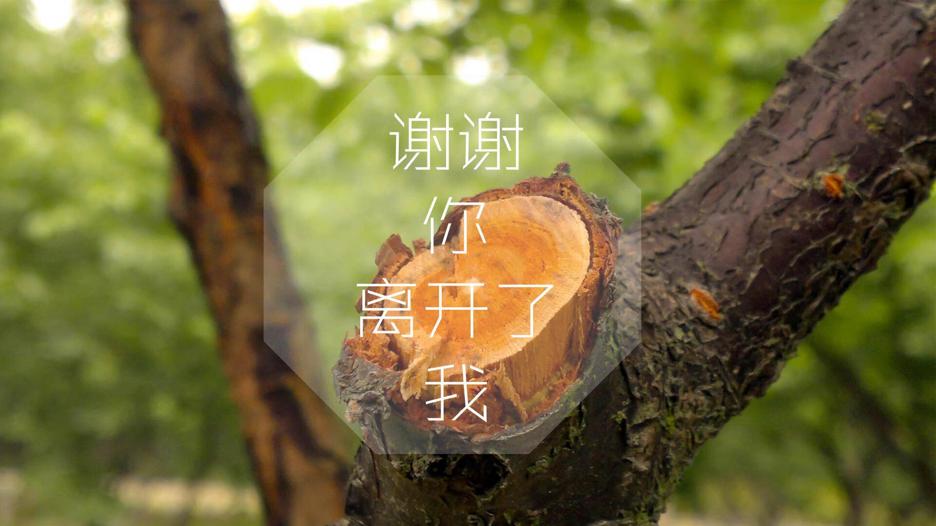 泰国马术协会与科技公司合作，开发虚拟现实训练平台，提升骑手技能。