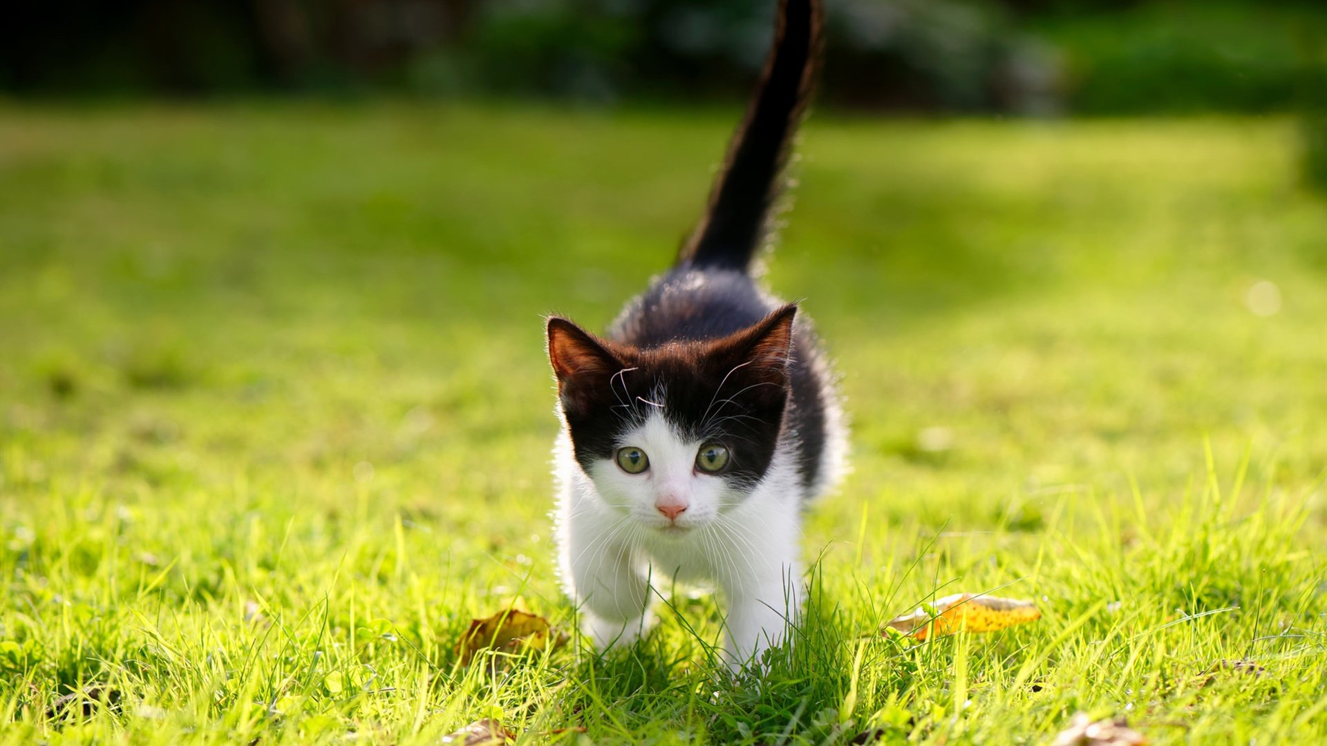 澳大利亚联赛外援贡献突出，澳大利亚联赛外援贡献突出的是谁