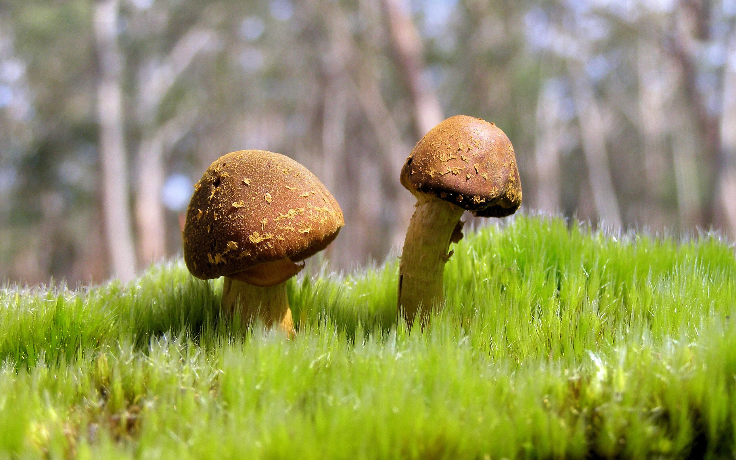 法甲球员在连续作战中的技术动作稳定性预测模型构建，法甲的水平