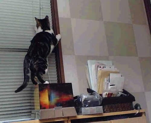 九游网-“2025滑轮大赛：新兴力量挑战极限，成都赛场风起云涌”