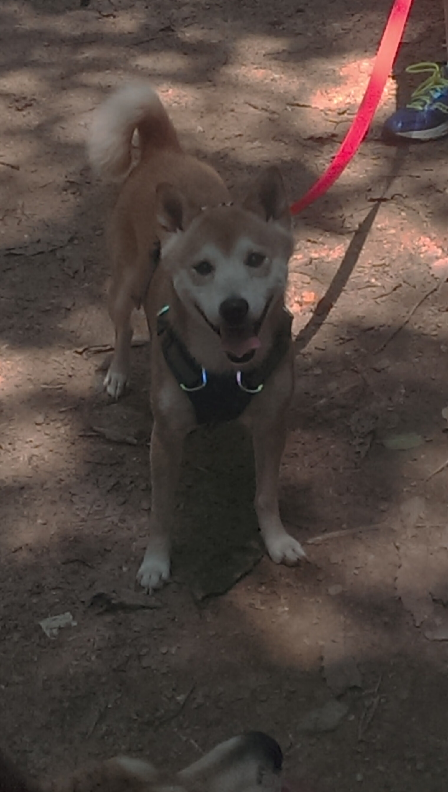 国家女篮注重对手研究提升比赛适应性，国家队女篮要求