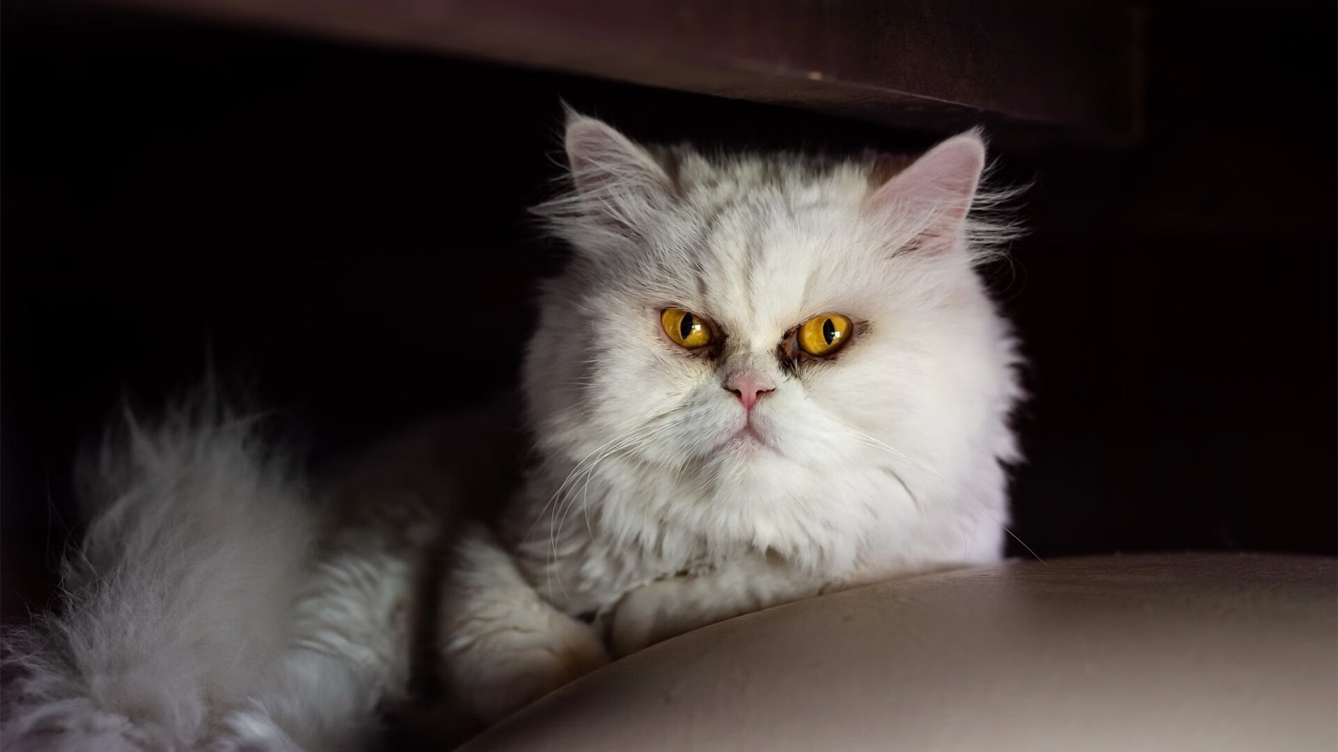 伊朗男篮在亚洲预赛中奋勇前进，期待奥运奖牌梦，伊朗男篮亚洲杯预选赛