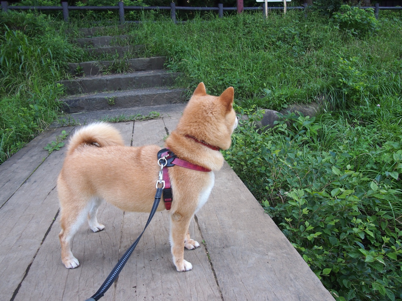 九游官网下载电脑版-格林伍德的精准预判和抢断技巧，使袋鼠队屡屡化解对方威胁，格林伍德怎么样