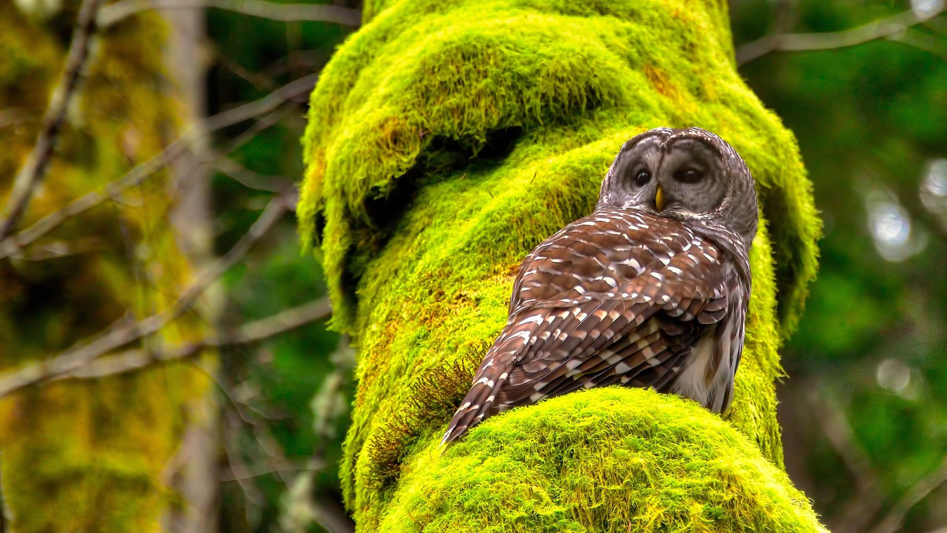 九游app下载中心-游泳选手体能储备策略见成效，游泳运动员体能测试标准