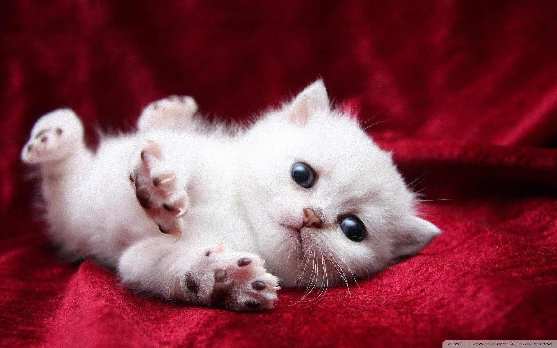 九游网页版官网-谢佩玲跳台动作协调速度惊人，谢佩诗个人信息