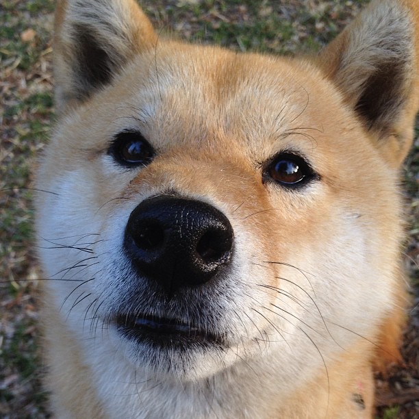 黎巴嫩男篮在西亚锦标赛中奋勇突破，争取奥运资格，黎巴嫩男篮对中国男篮